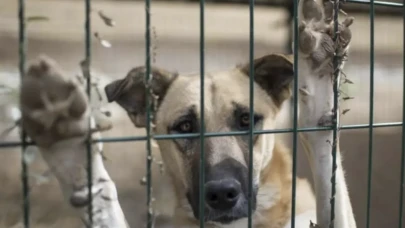Ankara’da barınakta ölü köpek skandalı: Soruşturma başlatıldı