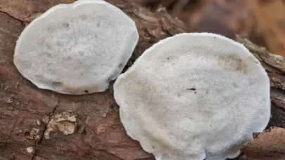 Bilim insanları en acı maddeyi buldu