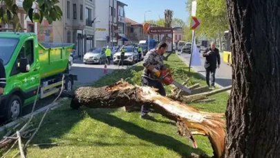 İstanbul'da kuvvetli rüzgar ağaçları devirdi