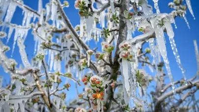 34 ili vuran tarihin en büyük felaketi: Çiftçiye rekor tazminat ödenecek