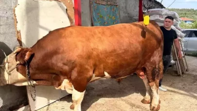 1 ton 200 kiloluk kurbanlık, araba fiyatına alıcısını bekliyor