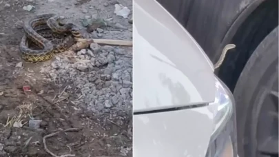 İlçeyi yılanlar bastı! Belediye araç motorlarından, binalardan topluyor