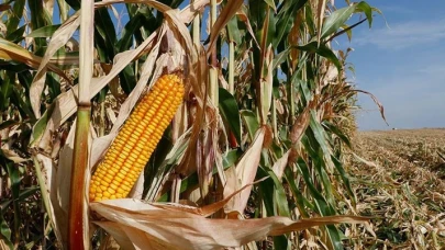 Mısır ithalatında 1 milyon tonluk tarife kontenjanı açıldı