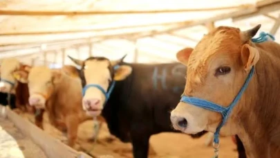 A101 kurban hissesi 2025 fiyatları