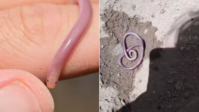 8 bin liraya aldığı solucan çocuk parkında ezilince çileden çıktı