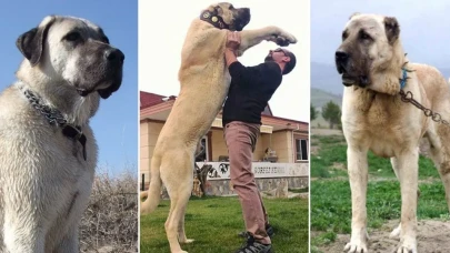 Dünyada eşi benzeri bulunmayan Kangallara 3 ülke talip oldu
