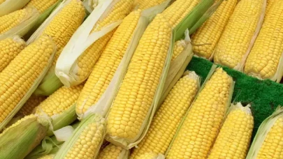 Mısır ithalatında 1 milyon tonluk tarife kontenjanı açıldı
