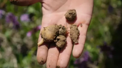 Çiftçiyi zengin eden hasat!