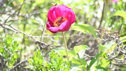 Ömrü 15 gün, koparmanın cezası 557 bin lira