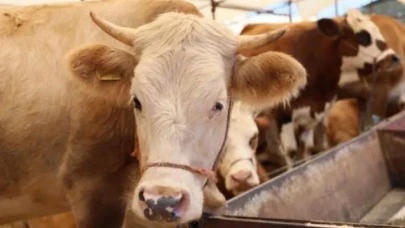 BİM kurban hissesi ne kadar 2025? Fiyatlar ne zaman açıklanacak?