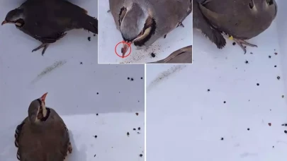 Bunu yapan bir dernek! Keklikleri rahatça öldürebilmek için yaptıkları şova bakın