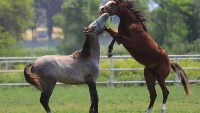 Sıfır araba parasına atın bakın neyini satıyorlar!