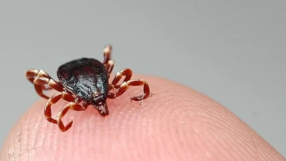 Türkiye'de kene istilası var mı? Resmi açıklama geldi