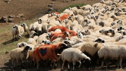 Koç katımı ne zaman başlıyor? Koç katımı nedir?