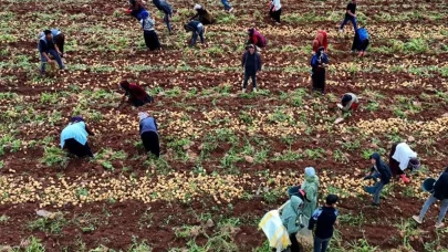 Hasat başladı, aylık kazançları 100 bin lirayı buluyor