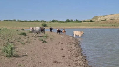 Köylüler ayaklandı: Hayvancılık biter