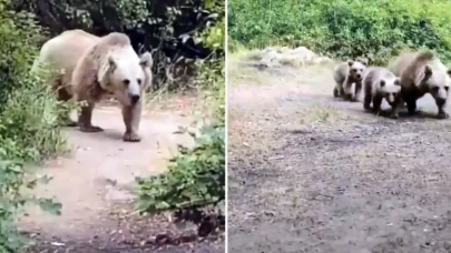 "Sakin olun saldırmaz" dedi, saniyeler sonra kabusu yaşadı