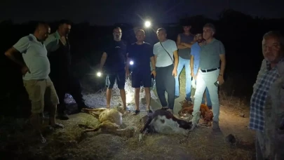 Dereden su içen 65 küçükbaş hayvan 5 dakika içinde öldü