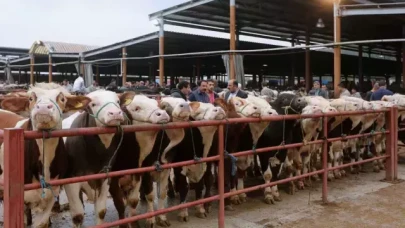 81 ile acil kodlu yazı: Tüm hayvan pazarları ikinci bir emre kadar kapatıldı