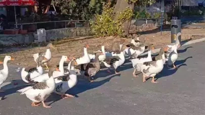 CİMER'e şikayet edilen kazlar hapis altında!