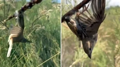 Görüntü Türkiye'den! Kuş cennetine giden araştırmacılar gördükleri karşısında şoke oldu