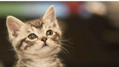 Rüyada kedi görmek ne anlama gelir? Geleneksel ve modern yorum