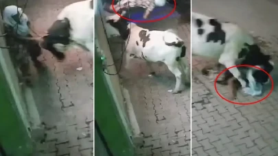Başıboş inek, evinin önünde bekleyen yaşlı kadına saldırdı