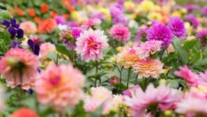 Temmuz ayında açan çiçekler hangisi? Yazın renkli güzellikleri