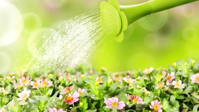 Bitkileri sularken bu hatayı yapmayın! Faydadan çok zararı var