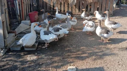 CİMER'e şikayet edilip kümese kapatılan kazlara 'şartlı tahliye'