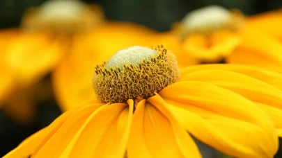 Rüyada çiçek görmek ne anlama gelir? Çiçek türleri ve anlamları