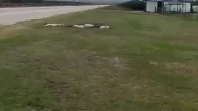 Adana'da evlilik teklifi için havalanan uçağın düşmesi kamerada
