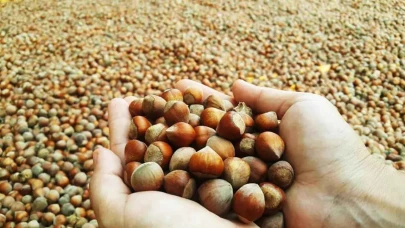 Fındık yeni alım satım  tutarları belli oldu!