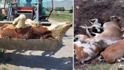 Ardahan'da Şap Hastalığı Alarm Veriyor!