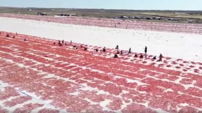 Şanlıurfa domatesini kuraklık ve aşırı sıcaklar vurdu!