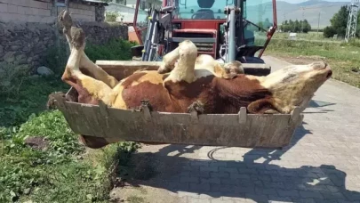 Şap alarmı: Yüzlerce hayvan telef oldu, üretici krizde!
