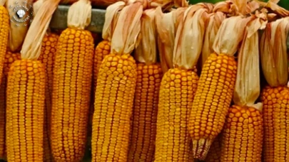 TMO Mısır alım fiyatlarını açıkladı!