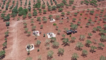 Kilosu 700 liraya çıktı, duyan tarlasına ekmek istiyor