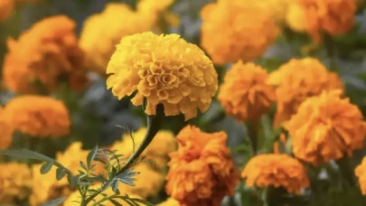 Ekim ayının çiçeği nedir? Kadife çiçeği ve anlamı