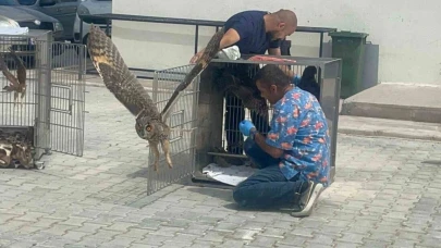 Afyonkarahisar’da 35 yabani kuş doğaya salındı