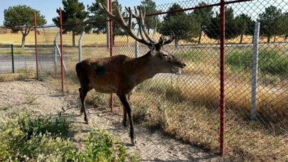 “Ölümcül Beyin Kurdu”na karşı erken teşhis umudu