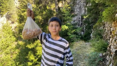 Ormandan toplayıp satıyor, kilosu 5 bin lira: Altın madenini bulduk