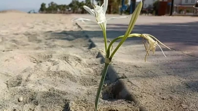 Yıllar sonra açan Kum Zambağı koruma altına alındı