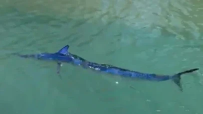 Zıpkınla balık vurdu, 12 bin lira ceza yedi