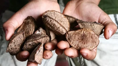 Ne ceviz, ne fındık, ne de badem! En sağlıklı kuruyemiş belli oldu