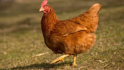 Ünlü tavukçu iflasın ardından satışa çıkarıldı