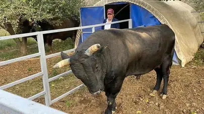 Bakımını yaptığı boğa saldırdı: Besici yoğun bakımda