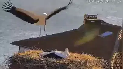 Yaren leylek eşi Nazlı ile yeniden buluştu