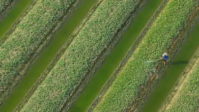 Dünyanın en yararlı sebzesi ama Türkler evine bile sokmuyor