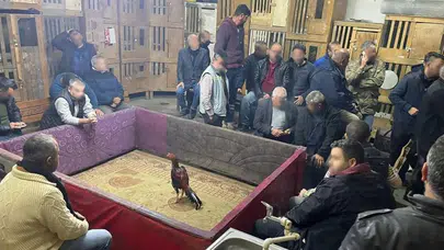 Muş’ta horoz dövüşü operasyonu: 23 kişiye para cezası uygulandı